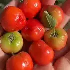 شتلات كرز تايلندي