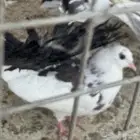 طبات رقاص هولندي