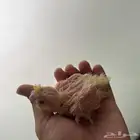 عرض خاص لاتينوو تم البيع