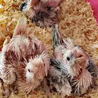 بقبقه كروان