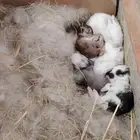 ارانب عمر 18 يوم