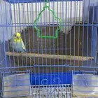 للبيع سنجاب 2 ذكور