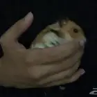 هامستر ذكر