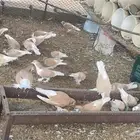 حمام شيرازي