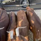 ثلاث من المعزا وفحل ثني