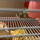 هامستر ونتر وايت الدبدوب للبيع