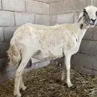 شاه حريه متاومه