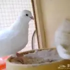 حمام صنعاني ابيض