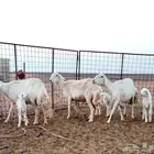 للبيع غنم ولد على الشرط