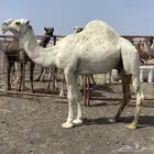 بعير عقابي طيب