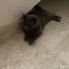 قطط للتبني