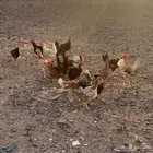 دجاج بياض شرط العدد 6 و 14 ديك اعمرهم من 3 الا 4 شهور ونص
