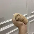 هامستر سوري لتبني