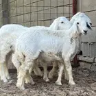 خروفين ورخل حريات