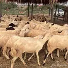رخال رفيدي