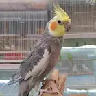 بقبقه كروان