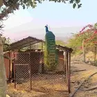 زوج طاؤوس