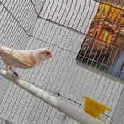 للبيع ذكر كناري موزييك اوربي