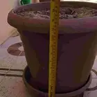 13 اصيص للزراعه مجانا