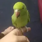 السلام عليكم ورحمه الله انثى ذره هندي وليفه