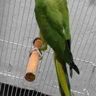 السلام عليكم ورحمه الله وبركاته انثاي الذره هندي ما شاء الله