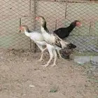 للبيع دجاج شامو ياباني دم صافي