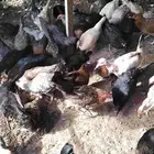 دجاج بلدي