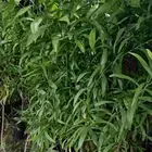 ابومحمد لتنسيق الحديق الحدائق