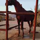 فرس شعبيه عربيه