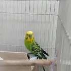 ذكر بادجي