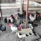 دجاج بلدي