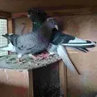 قطايف قطيفي الحد 150 للكل