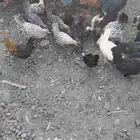 دجاج بلدي