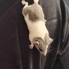 الموقع البوالي بانحراء قريش جده