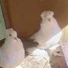 للبيع حمام