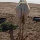 حاشي قعود للبيع