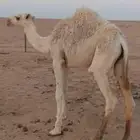 حاشي لبيع
