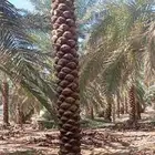 مطلوب نخل من 3متر وفوق