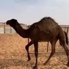 قعود مجهم لباني طيب للبيع