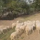 25 ضان للبيع