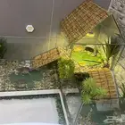 تفصيل احواض سلاحف برمائية