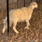 خروف حري فحل صنف الصنف