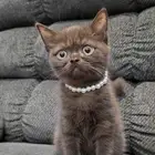 قطة سينامون بيور للبيع (أصول مسجل) السعر لقطة