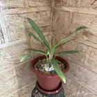 نبات داخلي