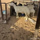 حريه صنف الصنف