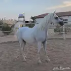 فرس مكس
