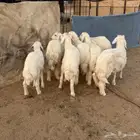 بهم حري ومعزاء عوراض مقاني طيبه