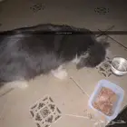 قطه مفقوده
