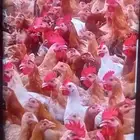 بسم الله موجود دجاج موجود بيض كميه موجود دجاج صغير موجود بط