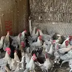 ديوك شرط صحه ونظافه الموقع الأحساء القرين